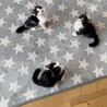 ボランティア(ミルク・一時預かり)