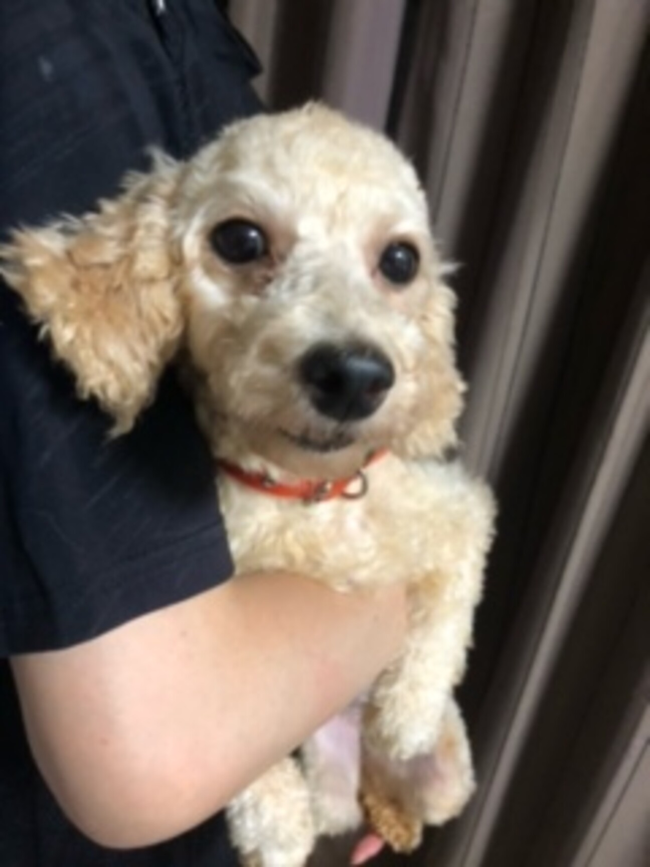 まだまだ仔犬 人気のクリ 埼玉県 犬の里親募集 ペットのおうち 月間利用者150万人