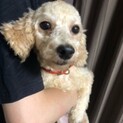 まだまだ仔犬！人気のクリーム色なロールちゃん