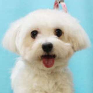マルチーズの男の子です！