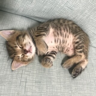 トライアル決定　ミルク猫　離乳後の譲渡