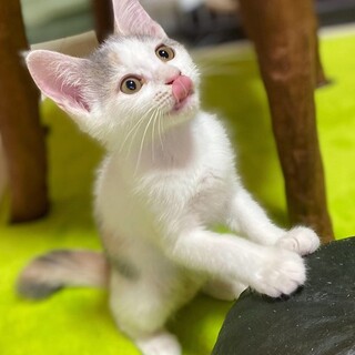 パステルミケの女の子