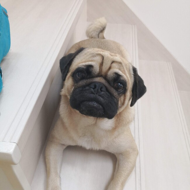 なべこ18のカバー写真