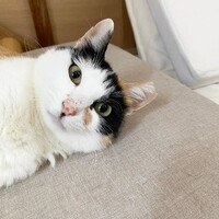 ミカ