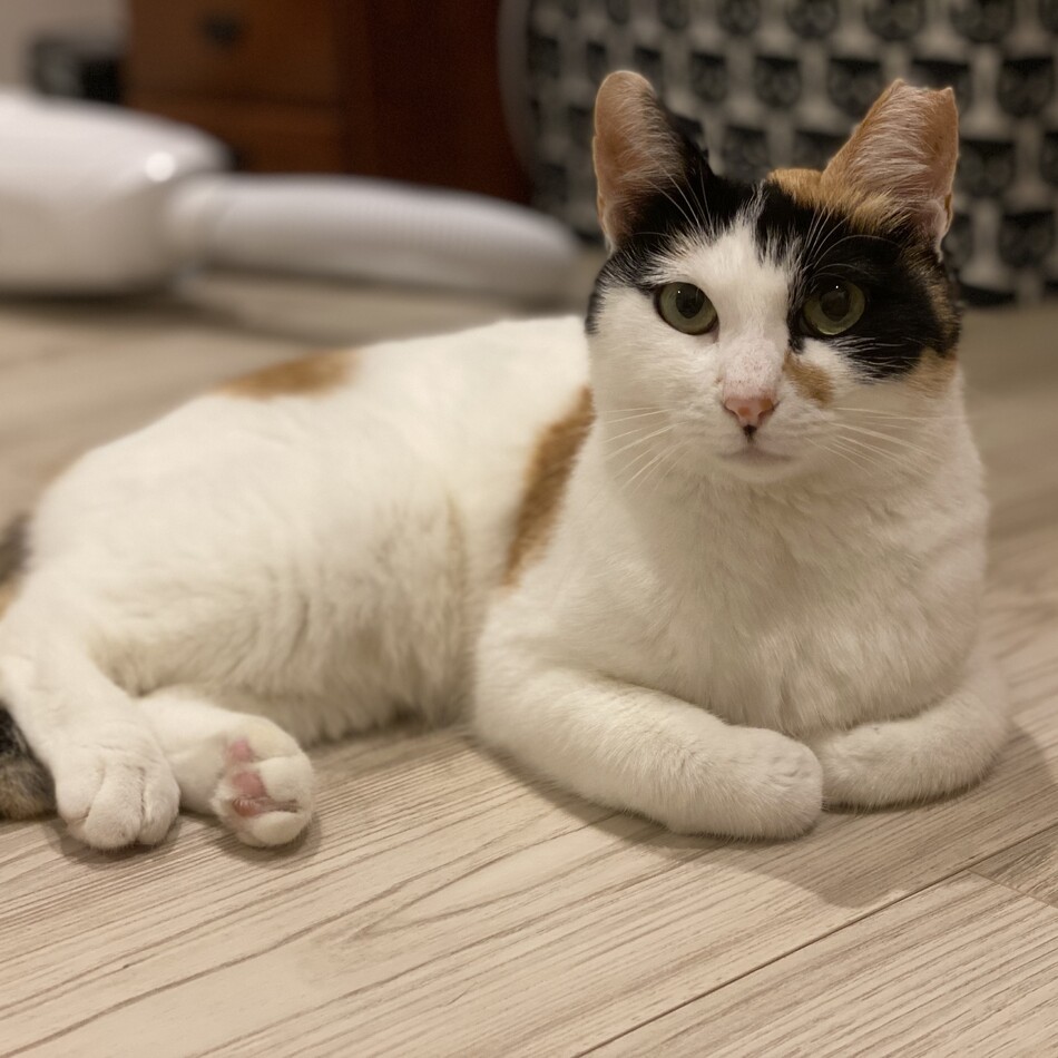 ミカのカバー写真