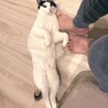 の写真
