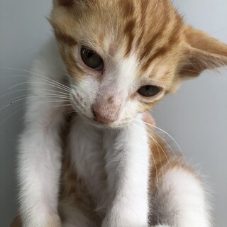 子猫ちゃん(4匹)