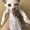 子猫ちゃん(4匹) サムネイル2