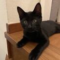 ☆超絶甘えん坊５つ子黒猫アネちゃん