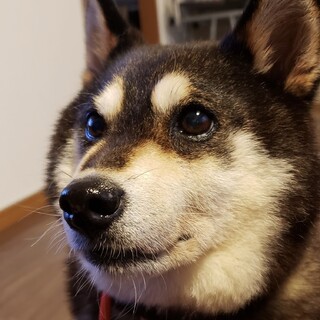 推定10歳・黒柴♀オトさん募集一時停止