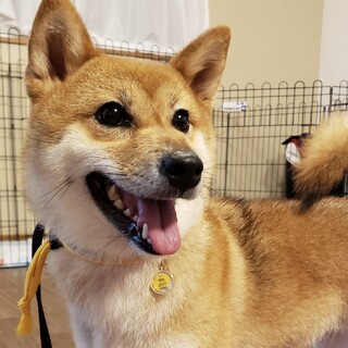 1歳の柴♀さん一時募集停止