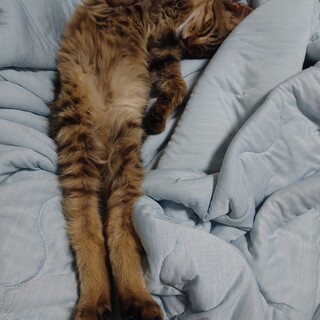 キジトラ、男の子、長毛です♪