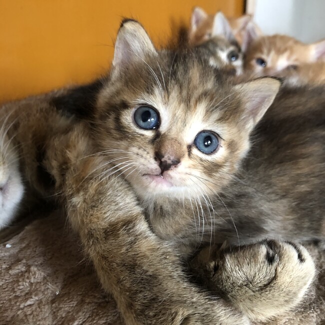 あてだにゃんのカバー写真