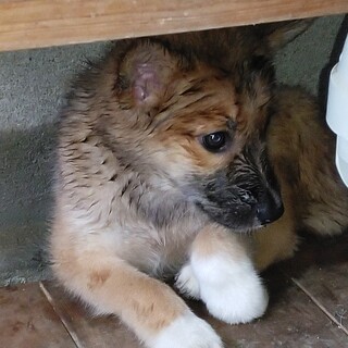 3ヶ月ぐらいの子犬