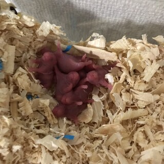 キンクマあかちゃん！