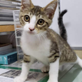 とても良い子のふじこちゃん