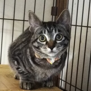 小顔美人なキジトラ女のコ