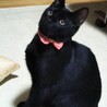 優しい性格の黒猫 サムネイル2