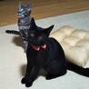 優しい性格の黒猫 サムネイル3