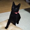 優しい性格の黒猫 サムネイル5