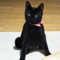 優しい性格の黒猫