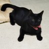 優しい性格の黒猫 サムネイル6