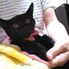 優しい性格の黒猫 サムネイル7