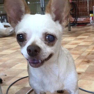 ミニピンMIX ホワイト系