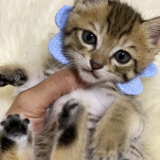 おしゃべり王子のルイくん