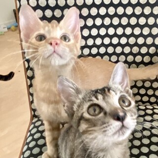 【9/12芝浦】超甘えん坊仲良し茶トラ麦わら兄妹