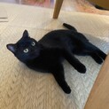 1歳半くらいのスリムな黒猫ちゃんです