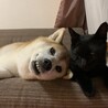 幸せねこちゃん