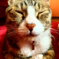 ニョニョ