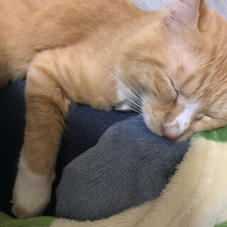 雑種 茶トラです。 男の子 3歳