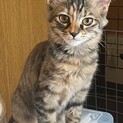 顔はキジ身体はサビ模様のふわふわ長毛姉妹♪