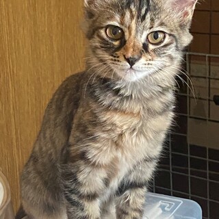 顔はキジ身体はサビ模様のふわふわ長毛姉妹♪