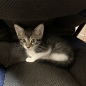 キジシロ子猫