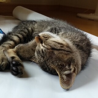 いい方に貰っていただきました！