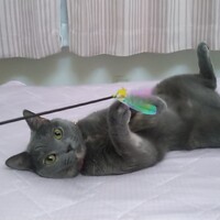 テト