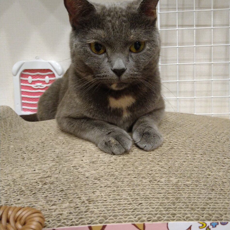 テトのカバー写真