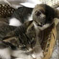 子猫２匹同時に里親さんになって頂ける方