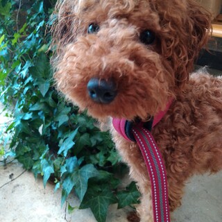 トイのシエロ君