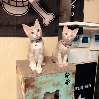 人馴れ抜群なクリーム色兄弟