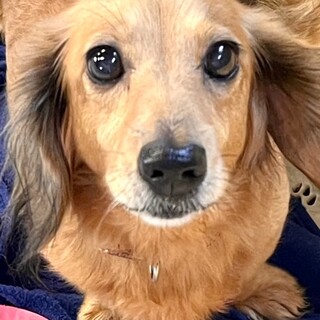 i21-W514　シャイなムギちゃん♪