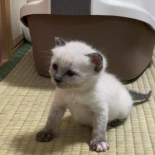 猫の赤ちゃんの里親さんになってくれる方を募集中！！