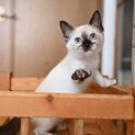 ジャスミン♡しあわせにゃんこになりました