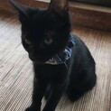 募集停止中⭐️黒猫兄弟15匹-3ヶ月のはるちゃん