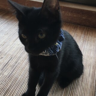 募集停止中⭐️黒猫兄弟15匹-3ヶ月のはるちゃん