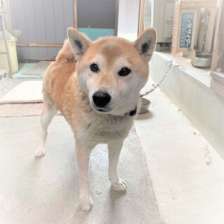 クッキーと言います