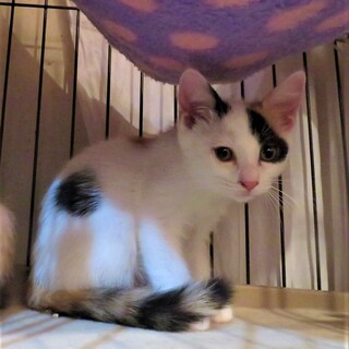 人なれ完璧４兄妹まるちゃん、医療しつけ済